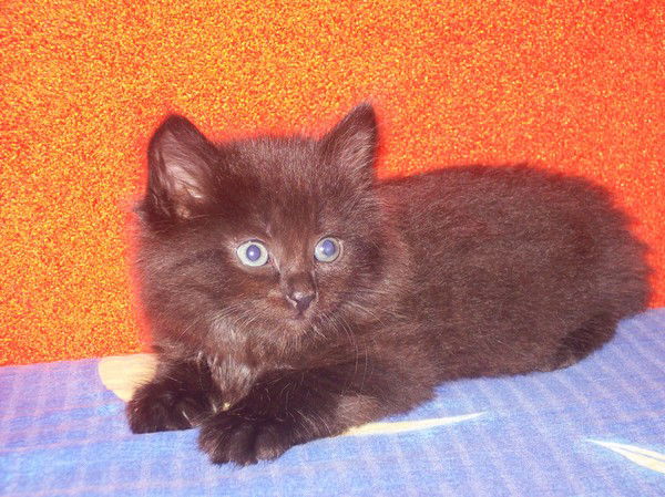 Анастасия Миронова