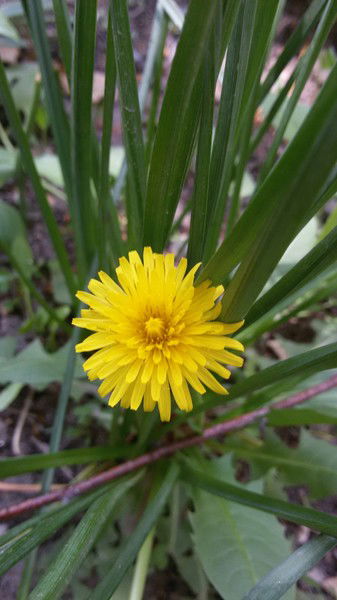 Валентина Николенко