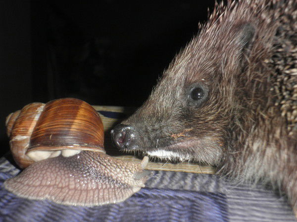 Лена Гладких