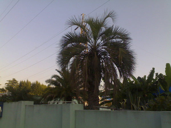 Пальма Анатольевна