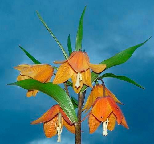 Илола Набиева