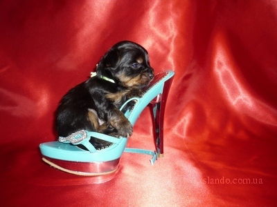 Ольга Новикова