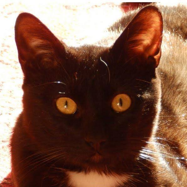 Руслана Янченко