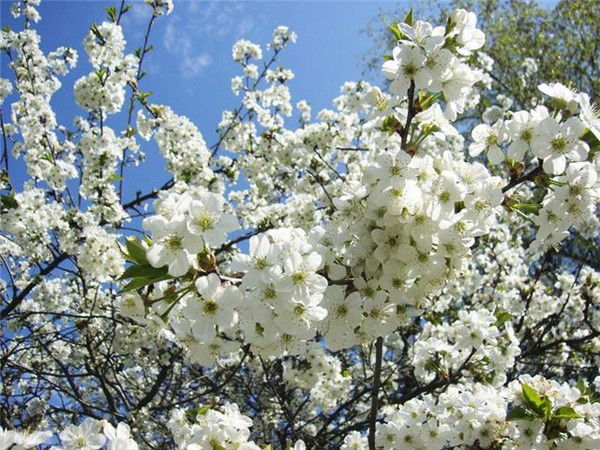 Андрей Еськов