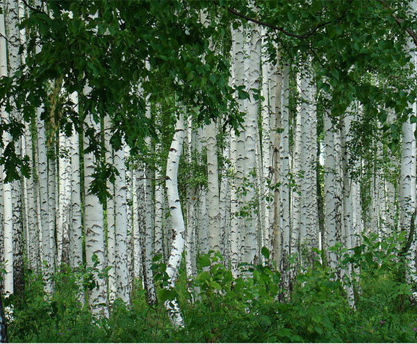 Новошумный С/о