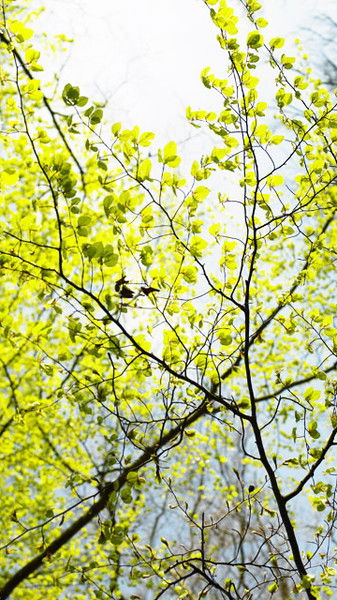 Оксана Черненко