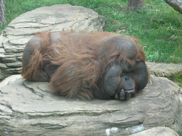 Дмитрий Белозерцев