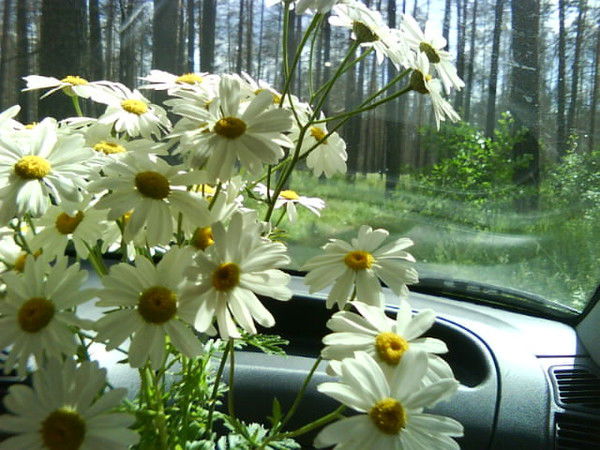 Ольга Андросова