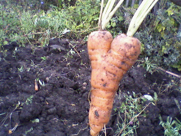 Юлия Ляпина