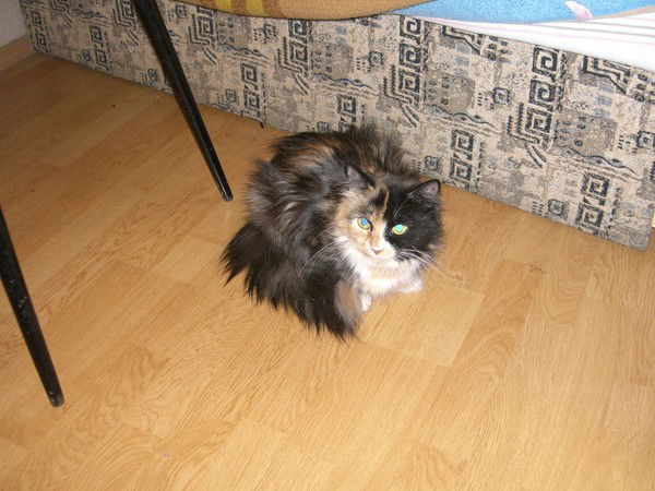 Игорь Калинин