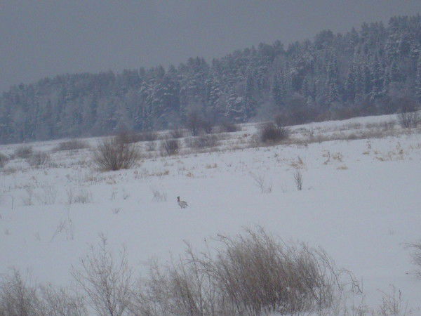 Эдик Тихонов