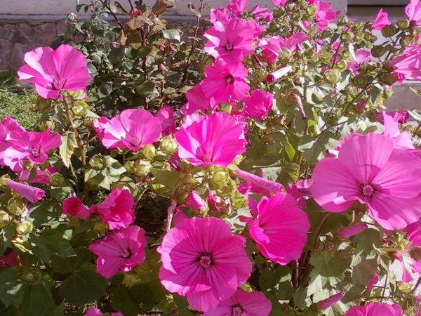 Гульнара Сейткулова