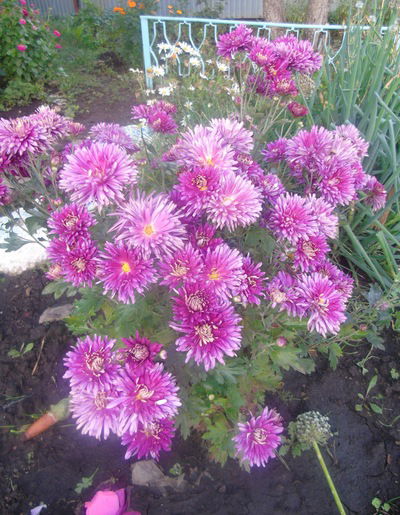 Зимфира Сафиуллина