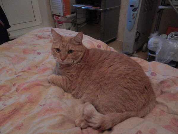 Денис Волков