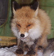 Сергей Жуков