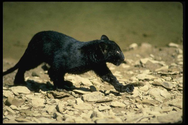 Неизвестно Неизвестно