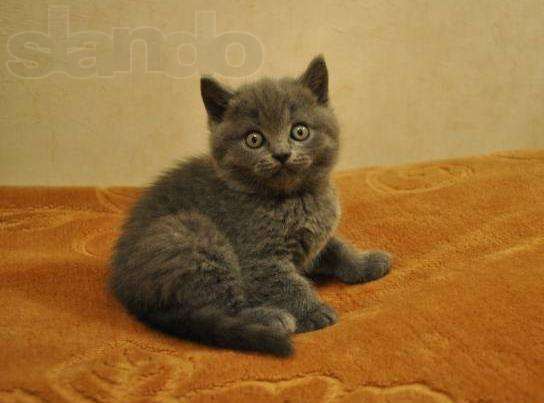 Елена Кочеткова