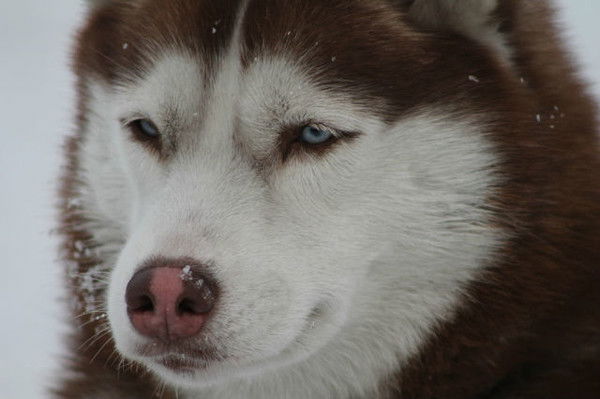 Виктория Работа