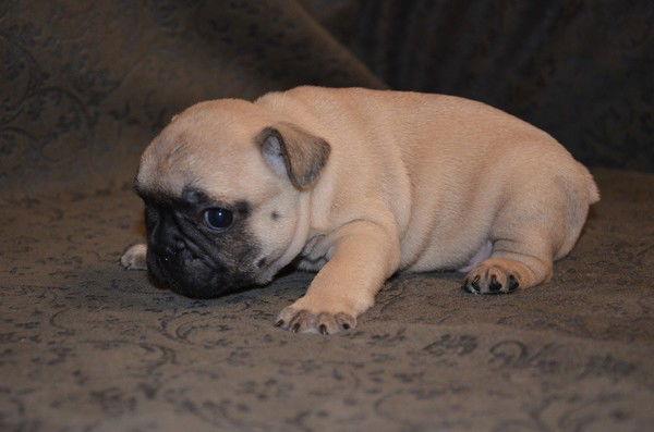 Оксана Малинина