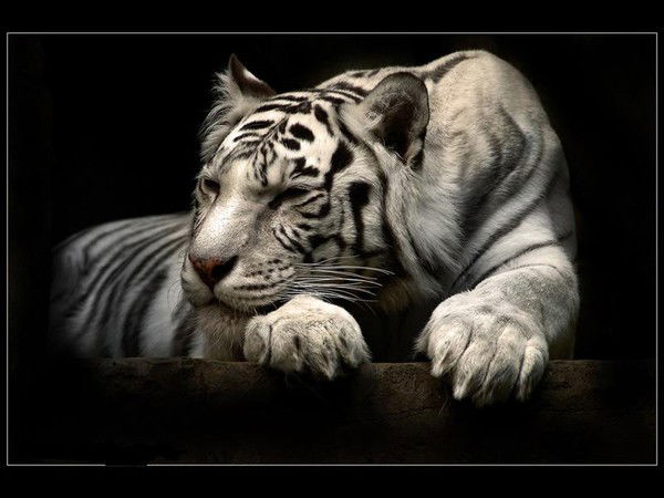 Максим Павлов