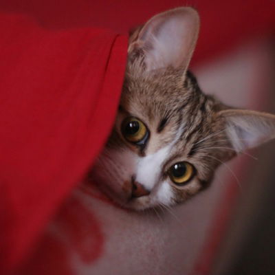 Катя Подольская