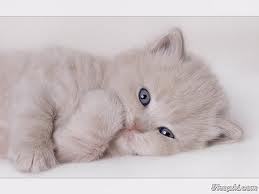 Влада Беляева