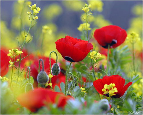 Жанар Жаксыбергенова