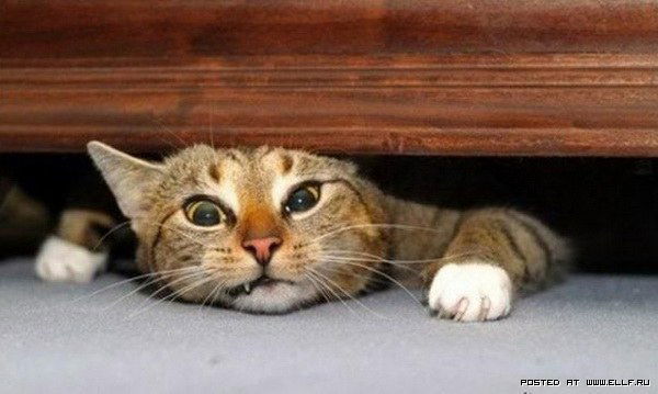 Серега Боронников