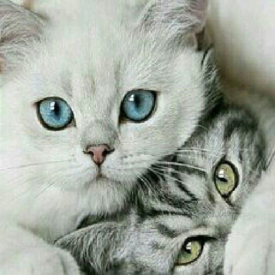 Настя Бондаренко