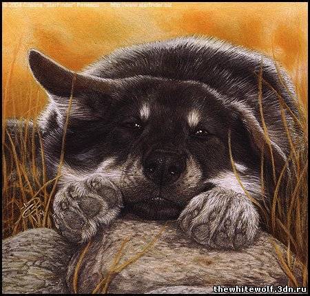 Дима Казаков