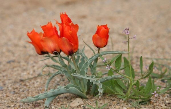 Бахтыгуль Ержанова