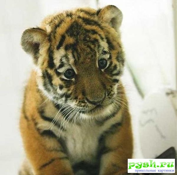 Виктория Башкирова