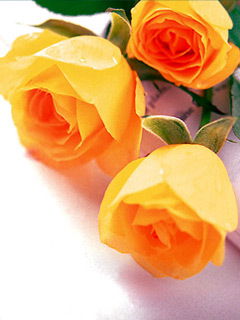 Нургуль Алашова