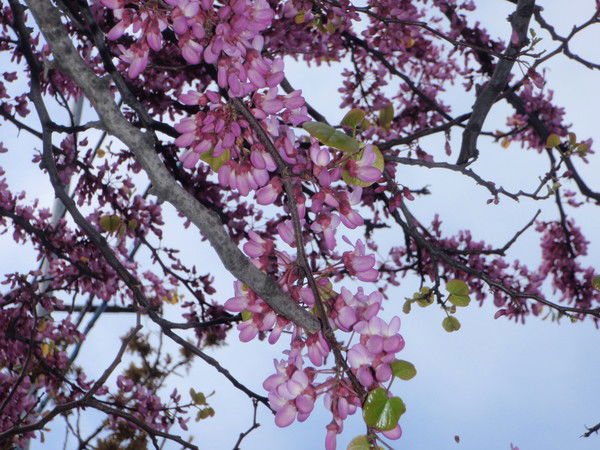 Каролина Колосова