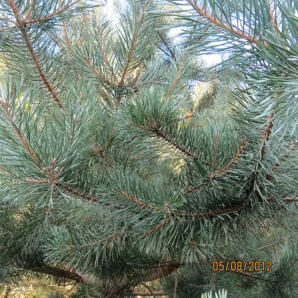 Коля Смирнов