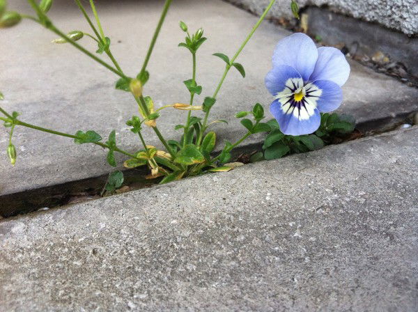 Лилия Пиркина