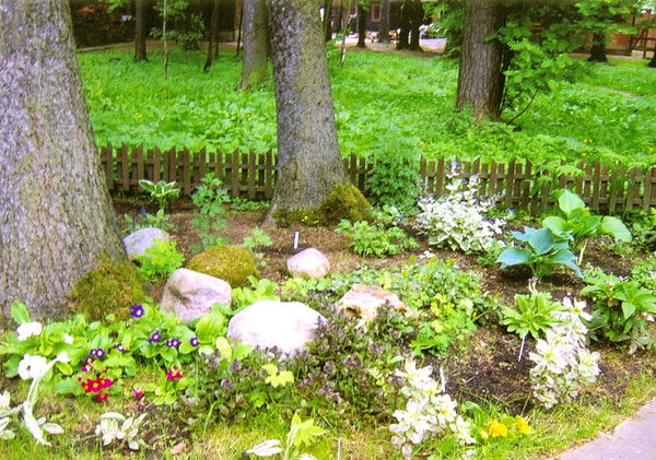 Tanzila Aлбогачиева