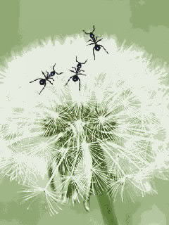 Светлана Шумская