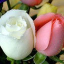 Гульфайруз Алимбекова