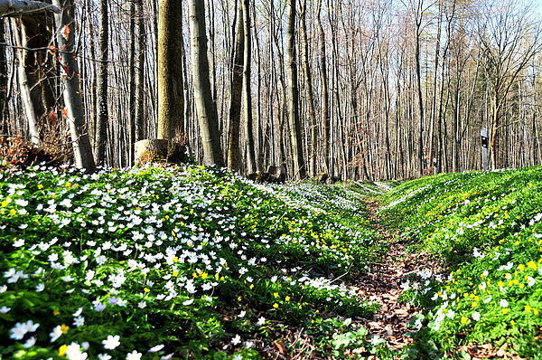 Ольга Веселова