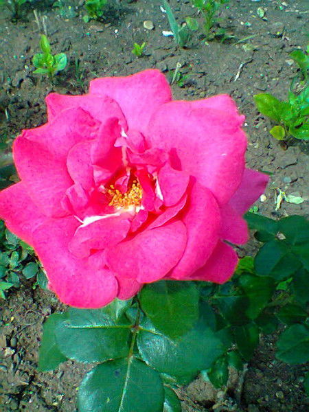 Алевтина Ощепкова