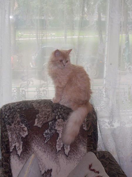 Люба Купарадзе