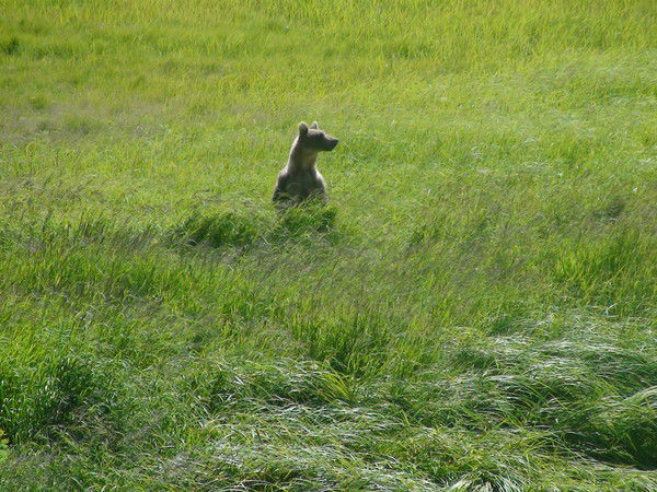 Александр Грицай