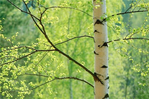 Ольга Чеховских