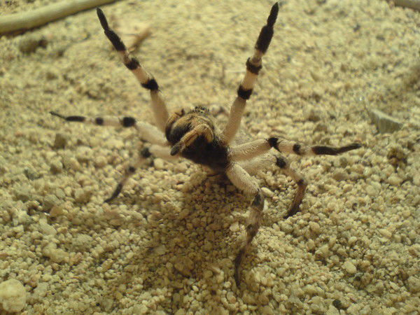 Сергей Плахин