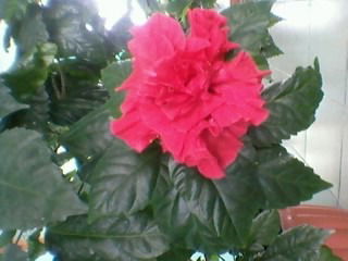 Эльмира Харипова