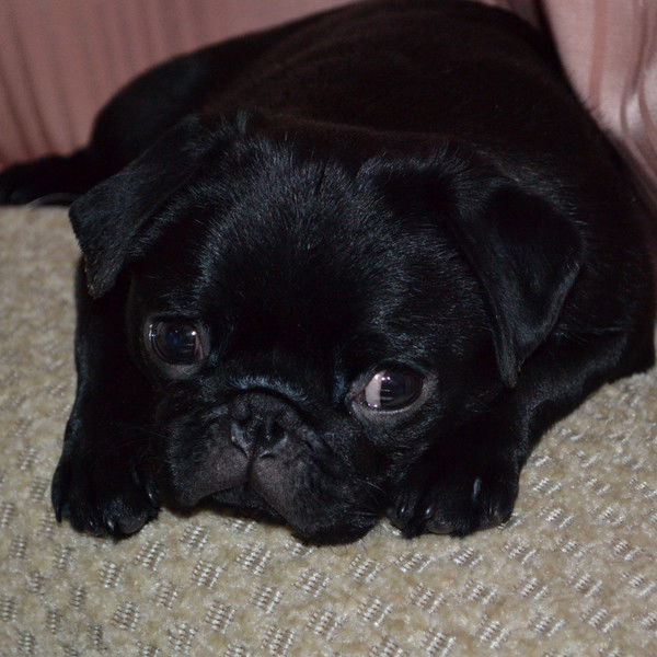 Элина Алиева