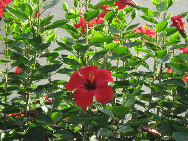 Савия Фатихова