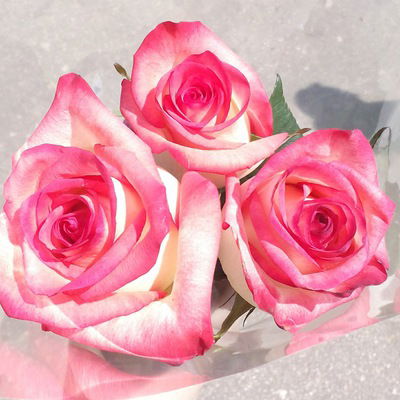 Анютка Чернышова