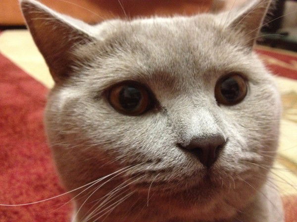 Вадим Николаев